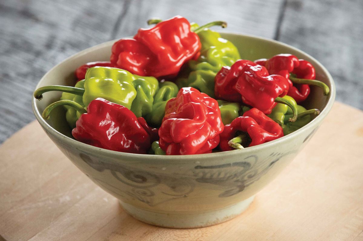 Dragon’s Toe – Chinese Pepper Seed